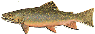 brook_trout